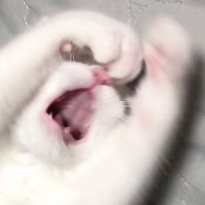 Meet your Posher, Evander j.